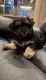 Maltipoo Puppies for sale in CORP CHRISTI, TX 78401, USA. price: $700