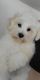 Maltipoo Puppies for sale in Royal Oaks, Interlaken, CA 95076, USA. price: NA