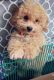 Maltipoo Puppies for sale in Iselin, Woodbridge Township, NJ, USA. price: NA