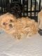 Maltipoo Puppies for sale in Atlanta, GA, USA. price: $1,500
