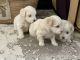 Maltipoo Puppies for sale in Alexandria, VA, USA. price: NA