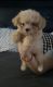 Maltipoo Puppies for sale in Interstate 45 N, Houston, TX, USA. price: NA