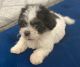 Mixed Puppies for sale in S Val Vista Rd & E Broadway Ave, Arizona 85119, USA. price: NA