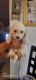 Maltipoo Puppies for sale in Las Vegas, NV 89122, USA. price: $500