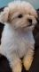 Maltipoo Puppies for sale in Locust, NC, USA. price: $650
