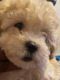 Maltipoo Puppies for sale in Glendale, AZ, USA. price: $850