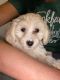 Maltipoo Puppies for sale in Floresville, TX 78114, USA. price: NA