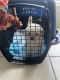 Maltipoo Puppies for sale in Houston, TX, USA. price: $650