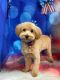 Maltipoo Puppies for sale in Las Vegas, NV, USA. price: $2,500