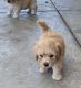 Maltipoo Puppies for sale in La Puente, CA, USA. price: NA