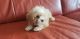 Maltipoo Puppies for sale in Davenport, FL, USA. price: $75,000