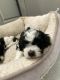 Maltipoo Puppies for sale in Waxahachie, TX, USA. price: $500