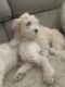 Maltipoo Puppies for sale in Houston, TX 77077, USA. price: $450