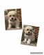 Maltipoo Puppies for sale in San Leon, TX 77539, USA. price: NA