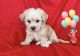 Maltipoo Puppies for sale in San Francisco, CA, USA. price: $1,000