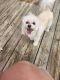 Maltipoo Puppies for sale in Lenoir, NC, USA. price: $400