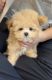 Maltipoo Puppies for sale in Brentwood, CA 94513, USA. price: $3,900