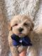 Maltipoo Puppies for sale in Avoca, MI 48006, USA. price: $1,500