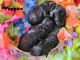Maltipoo Puppies for sale in Iva, SC 29655, USA. price: NA