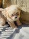 Maltipoo Puppies for sale in Ontario, CA, USA. price: $850