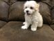Maltipoo Puppies for sale in Parsons, KS, USA. price: NA