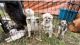 Maltipoo Puppies for sale in Statesville, NC, USA. price: NA