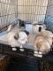 Maltipoo Puppies for sale in Phoenix, AZ, USA. price: $1,200