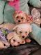 Maltipoo Puppies for sale in Newport Beach, CA, USA. price: NA