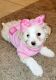Maltipoo Puppies for sale in Fresno, CA, USA. price: $1,000