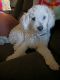 Maltipoo Puppies for sale in Burleson, TX, USA. price: NA