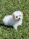 Maltipoo Puppies for sale in Jacksonville, FL, USA. price: $1,250