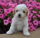 Maltipoo Puppies for sale in Nappanee, IN 46550, USA. price: $1,250