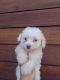 Maltipoo Puppies for sale in San Diego, CA, USA. price: $400