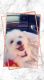 Maltipoo Puppies for sale in Seaside, CA, USA. price: NA