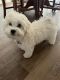 Maltipoo Puppies for sale in Peyton, CO 80831, USA. price: $1,200