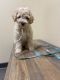 Maltipoo Puppies for sale in Bellflower, CA 90706, USA. price: $800