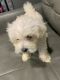 Maltipoo Puppies for sale in Westchester County, NY, USA. price: $2,300