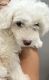 Maltipoo Puppies for sale in Alhambra, CA, USA. price: NA