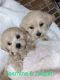 Maltipoo Puppies for sale in Wooster, OH 44691, USA. price: NA