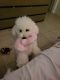 Maltipoo Puppies for sale in Lee County, FL, USA. price: $100