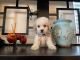 Maltipoo Puppies for sale in Lomita, CA 90717, USA. price: NA