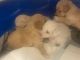 Maltipoo Puppies for sale in Avondale, AZ, USA. price: NA