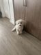 Maltipoo Puppies for sale in Las Vegas Strip, NV, USA. price: $2,100