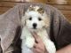 Maltipoo Puppies for sale in Des Moines, IA, USA. price: $450