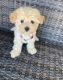 Maltipoo Puppies for sale in Bridgeport, PA, USA. price: $400