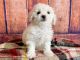 Maltipoo Puppies for sale in Columbia, MD, USA. price: $400