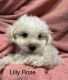 Maltipoo Puppies for sale in Naples, FL, USA. price: $2,900