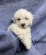 Maltipoo Puppies for sale in Naples, FL, USA. price: $2,900