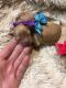 Maltipoo Puppies for sale in Avoca, MI 48006, USA. price: $1,500