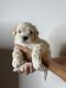 Maltipoo Puppies for sale in Irvine, CA, USA. price: $2,300